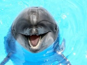 Смешной дельфин фото